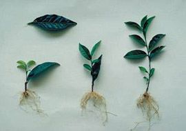 Clarico-Slider Style 4