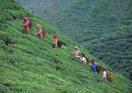 Clarico-Slider Style 4