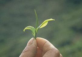 Clarico-Slider Style 4