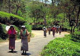 Clarico-Slider Style 4