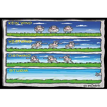 Hösti Postkarte Windschafe